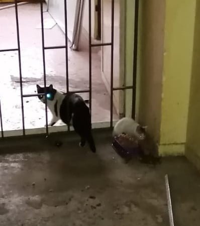 Mahsur Kalan Kedilere Kartal Belediyesi’nden Yardım Geldi!