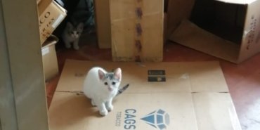 Kartal Belediyesi mahsur kalan kedilere duyarsız kaldı!