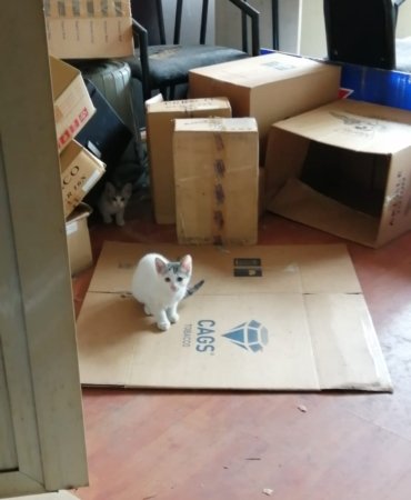 Kartal Belediyesi mahsur kalan kedilere duyarsız kaldı!