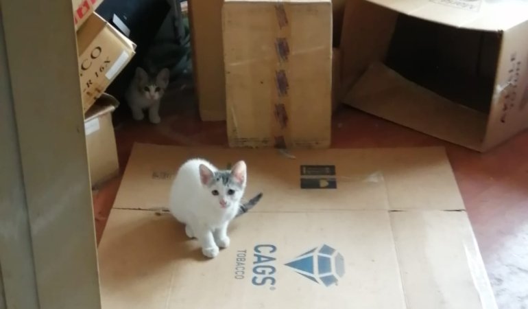 Kartal Belediyesi mahsur kalan kedilere duyarsız kaldı!