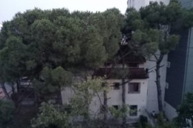 kartal ağaç