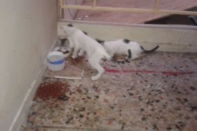 kedi kartal
