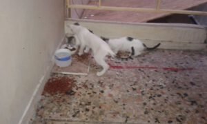 kedi kartal