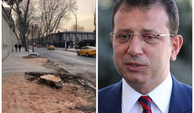 İBB’den Ağaç Katliamı