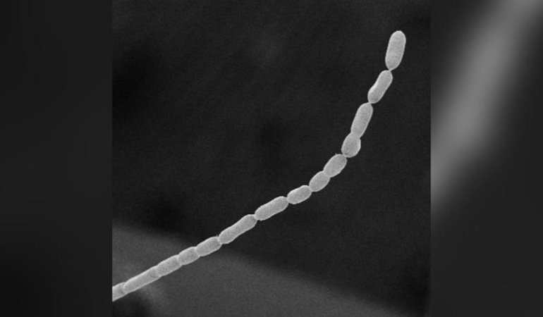 Dünyanın En Uzun Bakterisi Bulundu