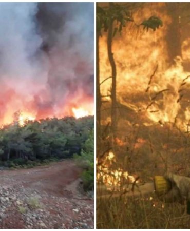 Collage_20220625_124543