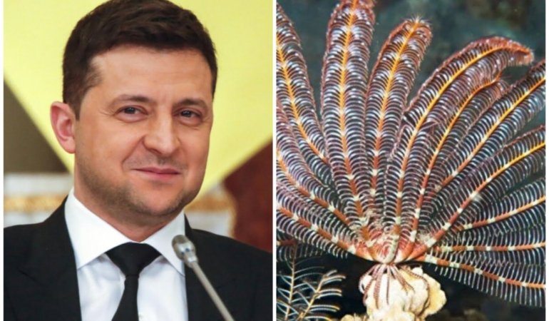 Keşfedilen Omurgasız Canlıya Zelensky’nin Adını Verdiler