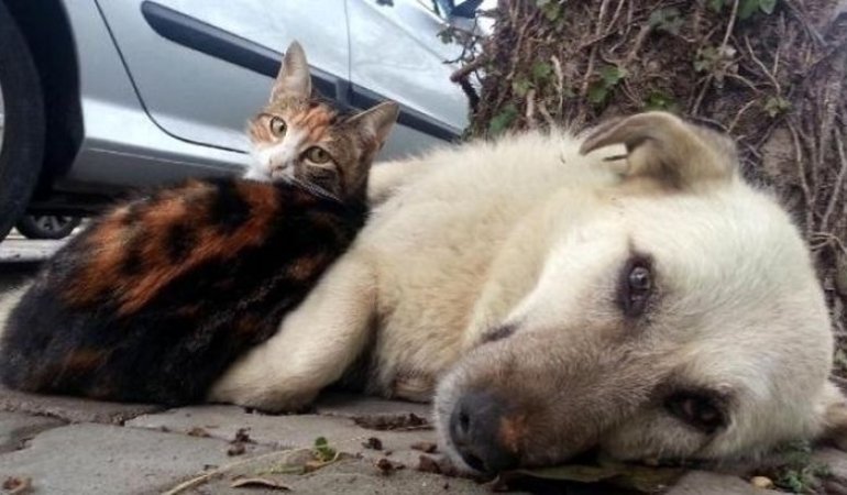 Sokak Hayvanlarını Besleme Yasağı İptal Edildi