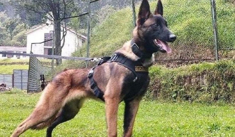 Kolombiya’daki Uçak Kazasında Kayıp Çocukları Bulan Köpek Kayboldu