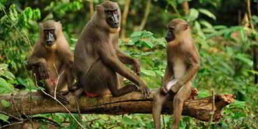 Primat-Yaşam-Bölgeleri