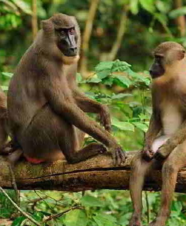 Primat-Yaşam-Bölgeleri