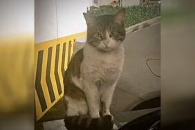 erossozcu1jpg-X29VL6Ii-0GnCN3avp304w