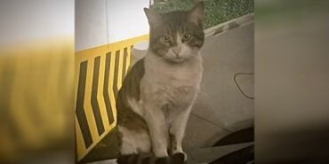 erossozcu1jpg-X29VL6Ii-0GnCN3avp304w