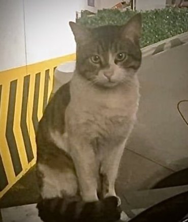 erossozcu1jpg-X29VL6Ii-0GnCN3avp304w