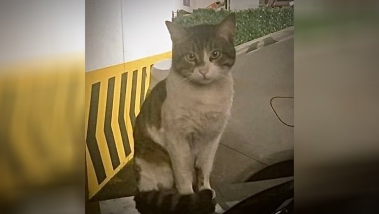 Hunharca öldürülen kedi Eros’un davası yeniden görülecek