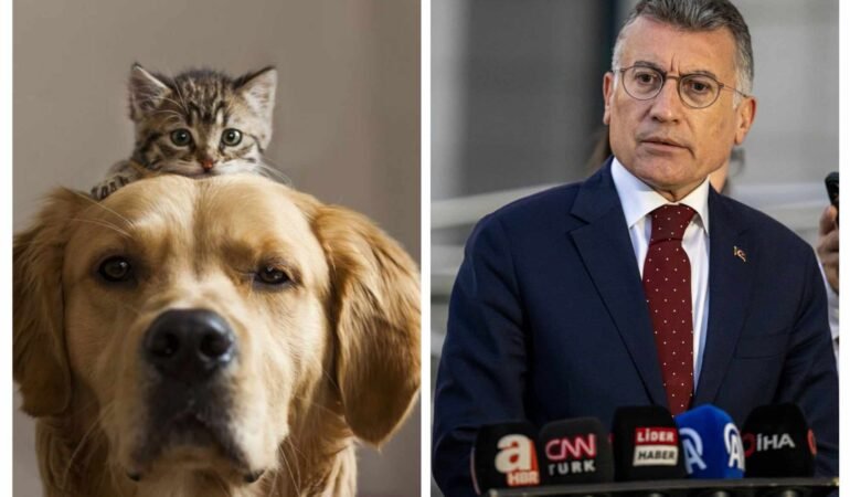 AKP’li Abdullah Güler’in Sokak Hayvanları için “ötenazi” açıklamasına tepki geldi. Katliam mı, Ötenazi mi?
