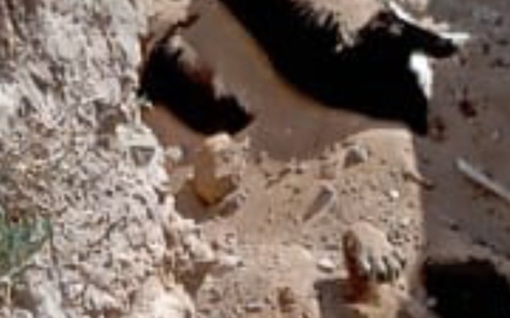 Niğde’deki Köpek Katliamı üzerine Baro ve Hayvan Hakları savunucuları harekete geçti