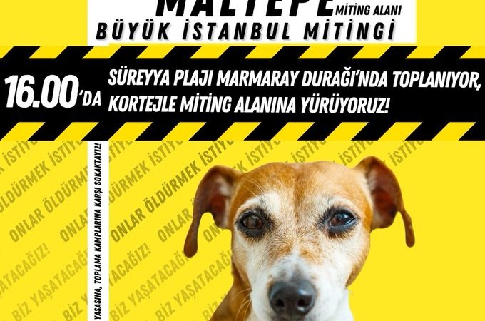 Hayvan severler, “Katliam Yasası”nın iptali için Maltepe’de miting yapacak!