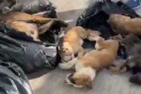 yurtsever-fotograf-5-730x410