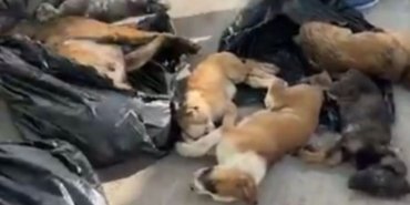 yurtsever-fotograf-5-730x410