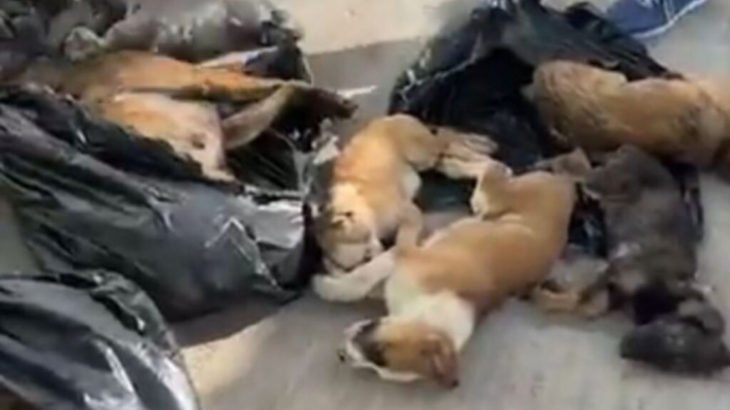 Gebze’de köpek katliamı! Ölüm iğnesinden sonra, diri diri poşetlere konuldular…