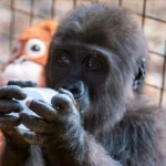 goril12jpg-znmxBr3FckWXlmix1hELPA