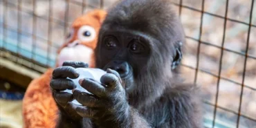 goril12jpg-znmxBr3FckWXlmix1hELPA