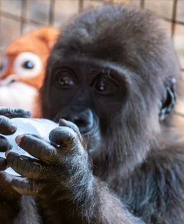 goril12jpg-znmxBr3FckWXlmix1hELPA