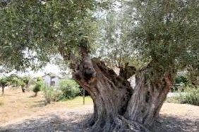 07bcf18b1a674bb7be0e7fa379220216-480x268