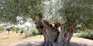 07bcf18b1a674bb7be0e7fa379220216-480x268